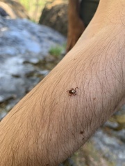 Dermacentor andersoni