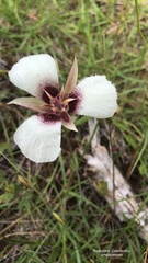 Calochortus umpquaensis
