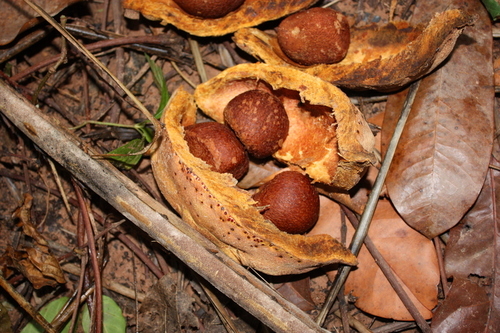 African crabwood (Carapa procera)