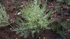 Asparagus suaveolens