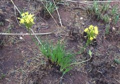 Bulbine capitata