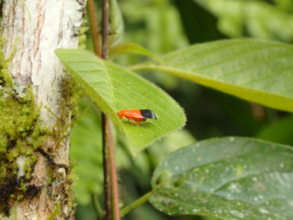 Sphenorhina erigenea