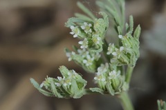 Ammoselinum popei
