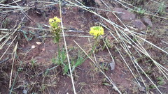 Bulbine capitata