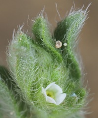 Lappula occidentalis