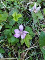 Rubus arcticus