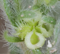 Lappula occidentalis