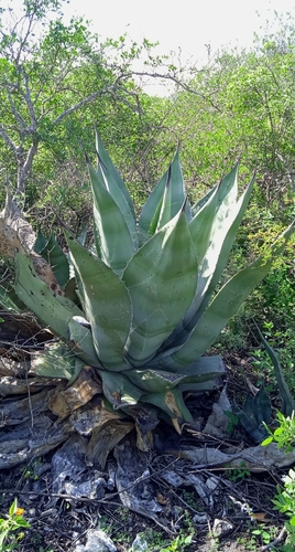 Giant Century Plant