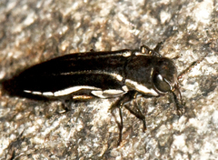 Agrilus bilineatus