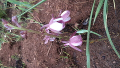 Eulophia hians hians