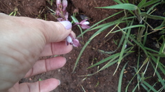 Eulophia hians hians