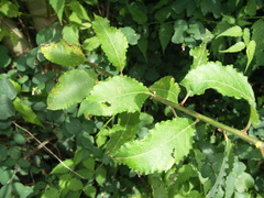 Salix aegyptiaca