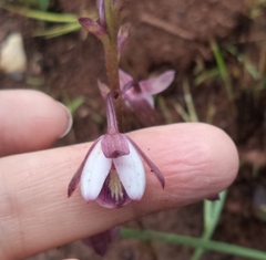 Eulophia hians hians