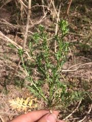 Lepidium oblongum