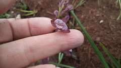 Eulophia hians hians