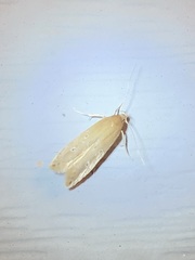 Limnaecia phragmitella