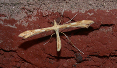 Gillmeria pallidactyla