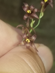 Anticlea occidentalis