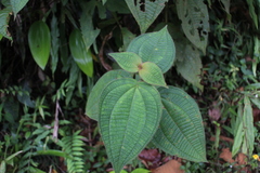 Miconia domociliata