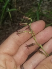 Anticlea occidentalis