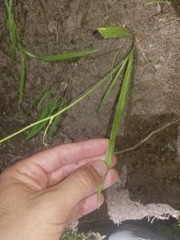 Anticlea occidentalis