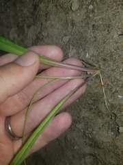 Anticlea occidentalis