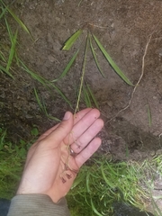 Anticlea occidentalis