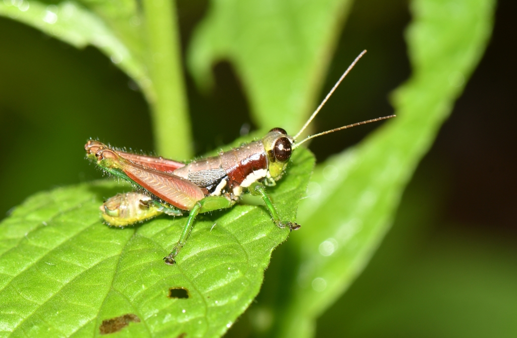 Mexitettix ricuchuri