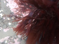 Cryptopleureae