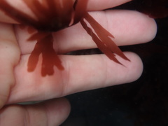 Cryptopleureae