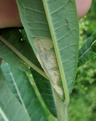 Mompha raschkiella