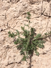 Lepidium oblongum