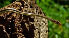 Psammophis subtaeniatus