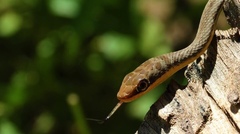 Psammophis subtaeniatus