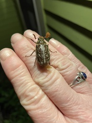 Polyphylla variolosa