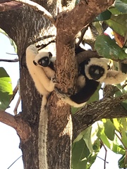 Propithecus coquereli