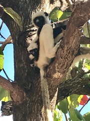 Propithecus coquereli