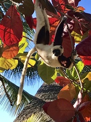 Propithecus coquereli