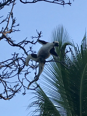 Propithecus coquereli