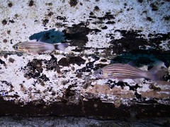 Cheilodipterus macrodon