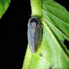 Polana