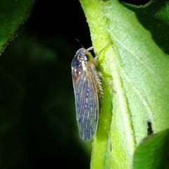 Polana