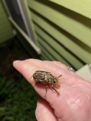 Polyphylla variolosa