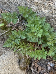 Cryptogramma acrostichoides