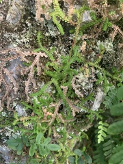 Selaginella douglasii