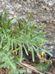 Cryptogramma acrostichoides