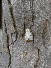 Lymantria dispar dispar