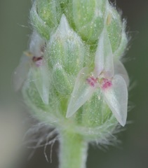 Plantago hookeriana