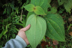 Miconia domociliata