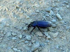 Carabus regalis